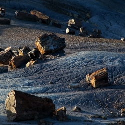 Petrified Forest AZ