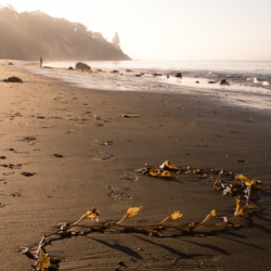 Seaweed Beach Santa Barbara CA