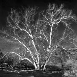 Sycamore Dry BEaver Creek AZ