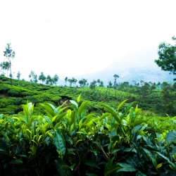 Tea estates Munnar India